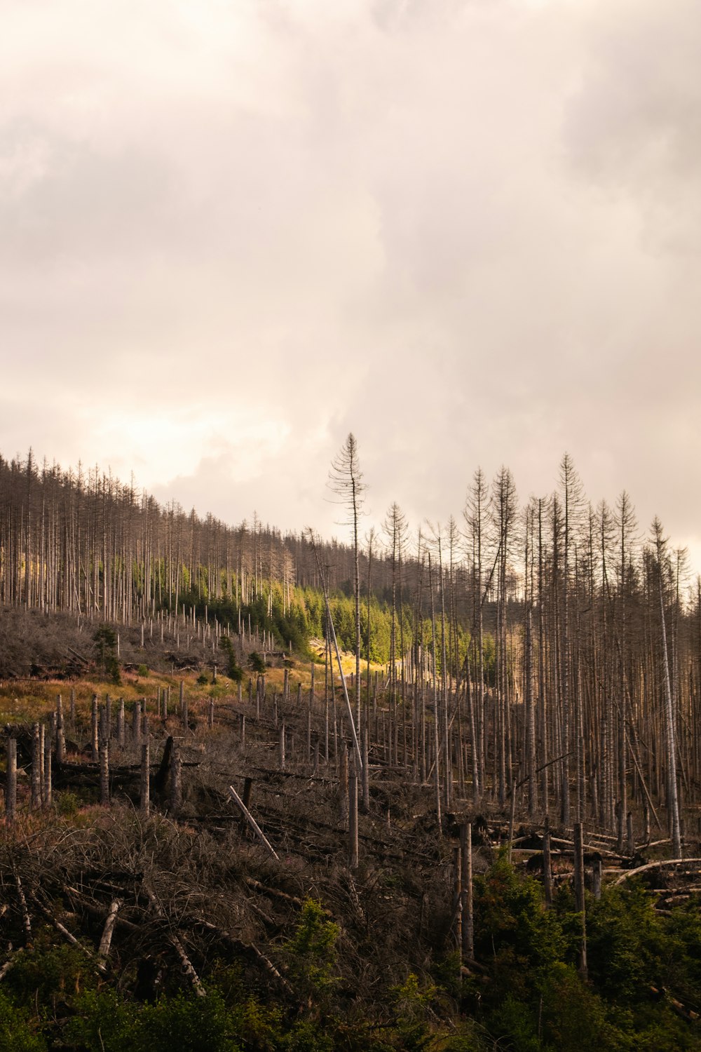 a forest filled with lots of dead trees