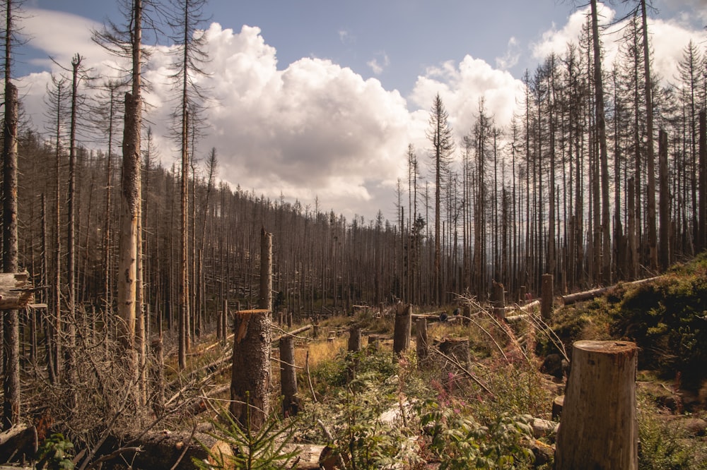 a forest filled with lots of dead trees