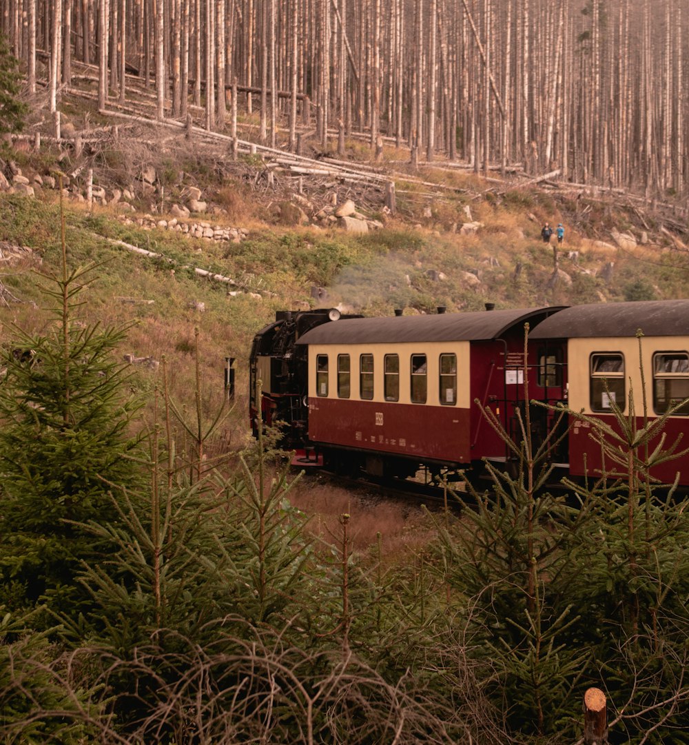 a train traveling through a forest filled with trees