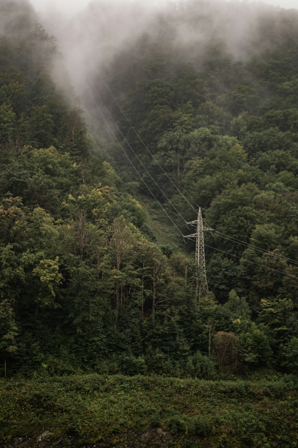 a power line in the middle of a forest