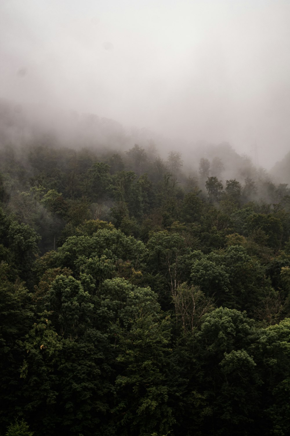 a mountain covered in fog and trees