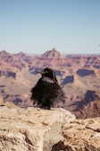 A black raven perches on a rocky ledge with the expansive, rugged landscape of a canyon stretching out behind it.