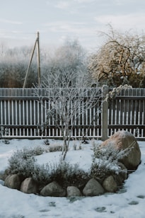 a small tree in the middle of a snowy yard