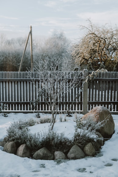 a small tree in the middle of a snowy yard