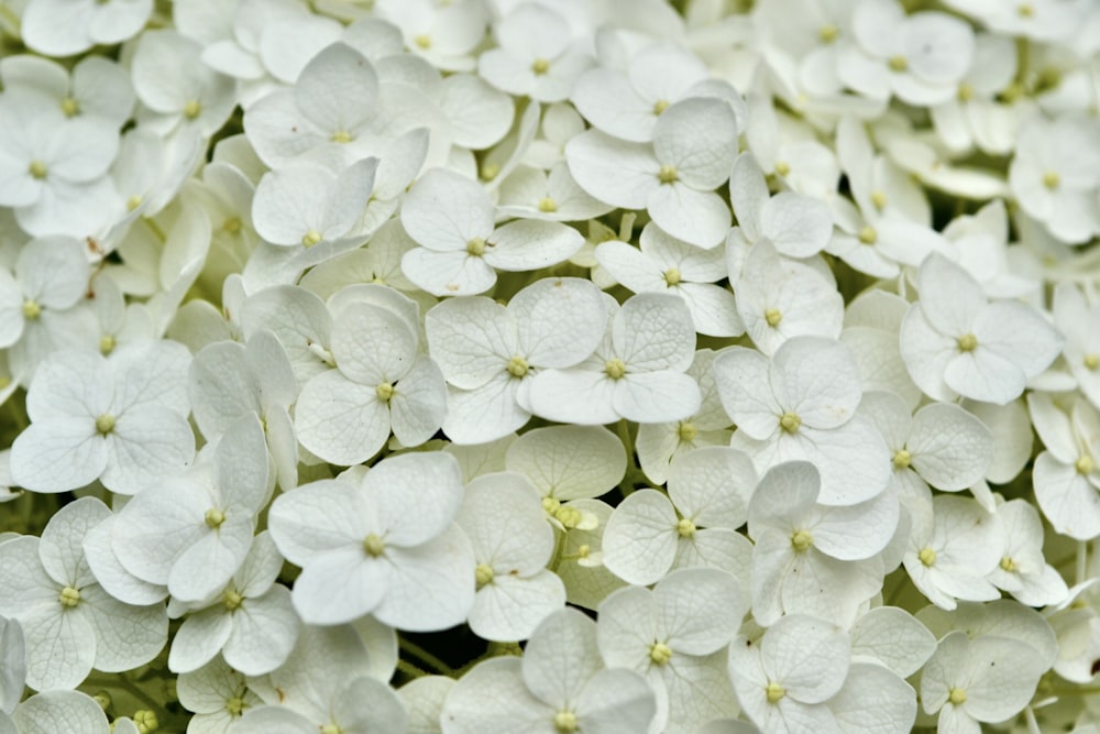 un bouquet de fleurs blanches qui fleurissent