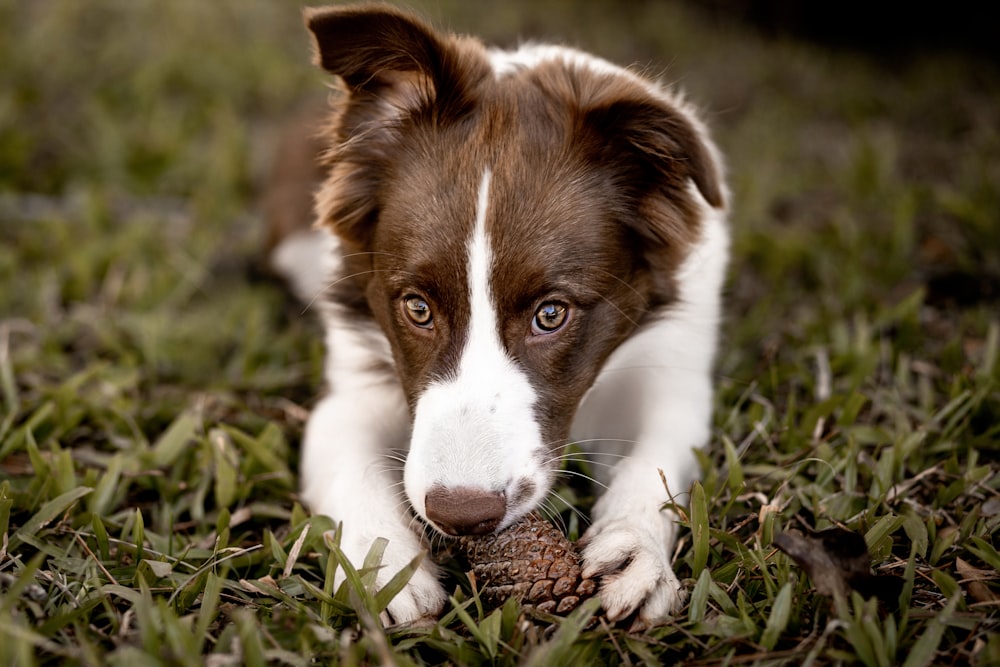 a brown and white puppy chewing on a pine cone