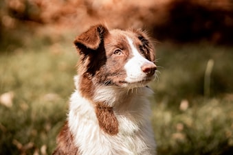 a brown and white dog sitting in the grass