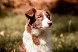 a brown and white dog sitting in the grass
