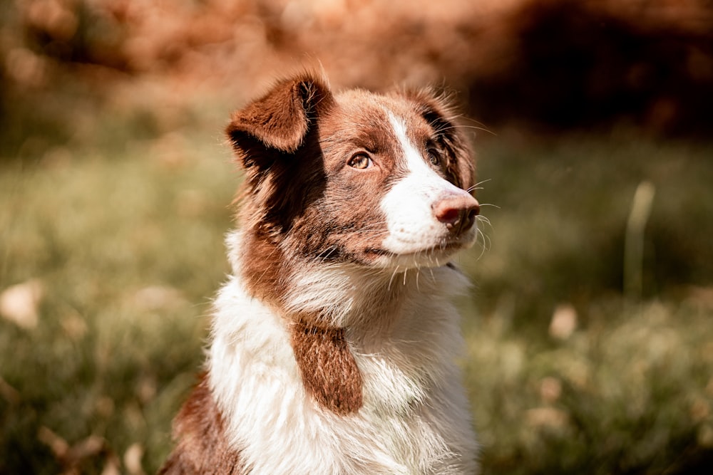 a brown and white dog sitting in the grass