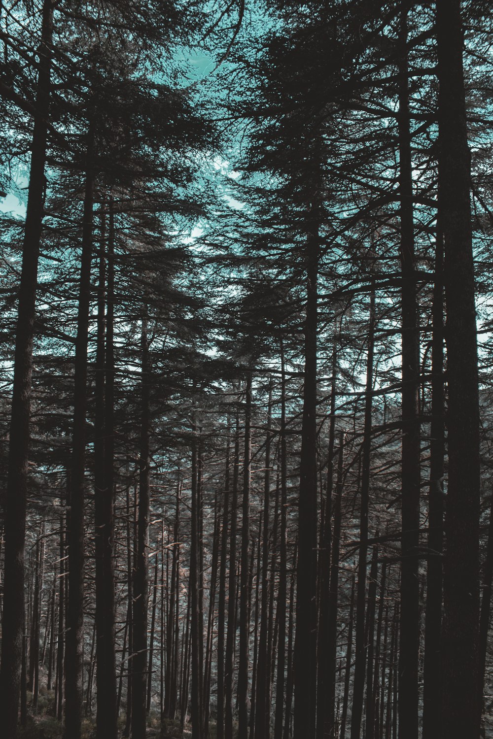 a forest filled with lots of tall pine trees