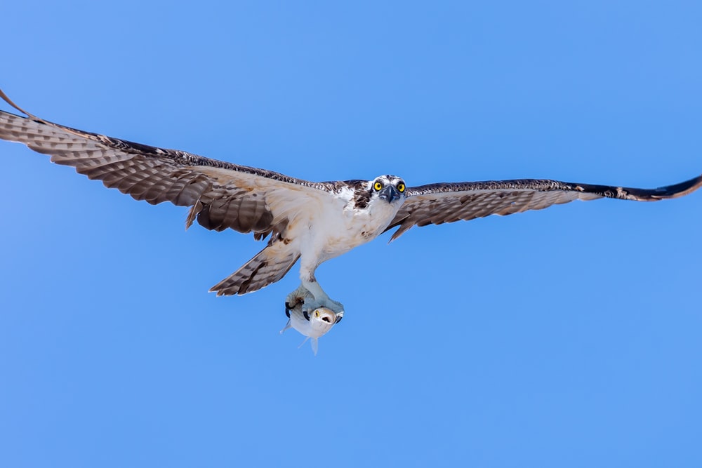 a large bird flying through a blue sky