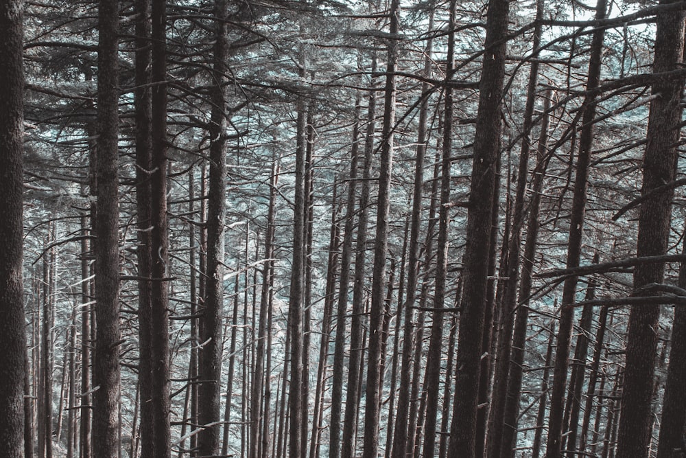 a forest filled with lots of tall trees