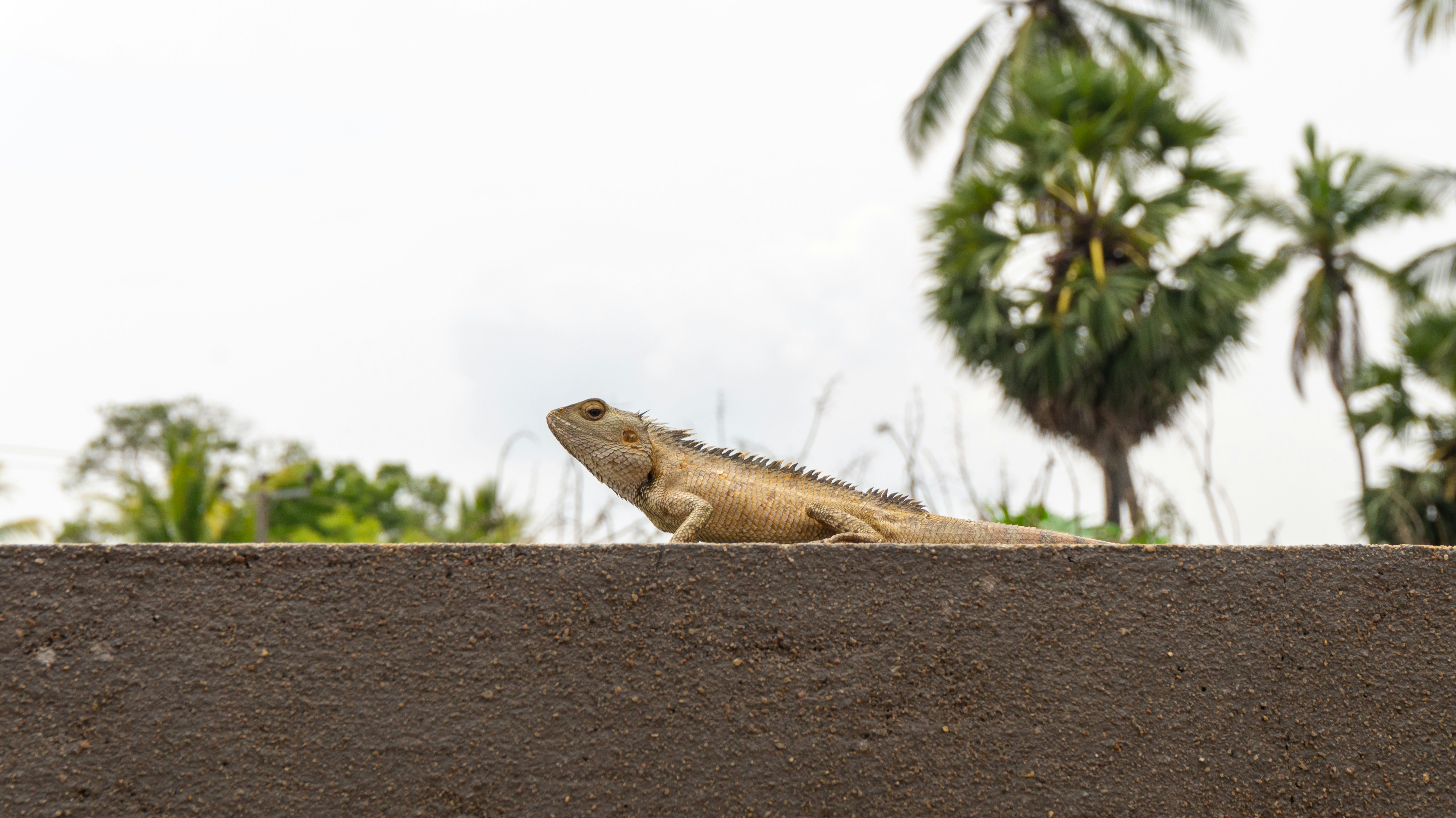 a large lizard sitting on top of a cement wall