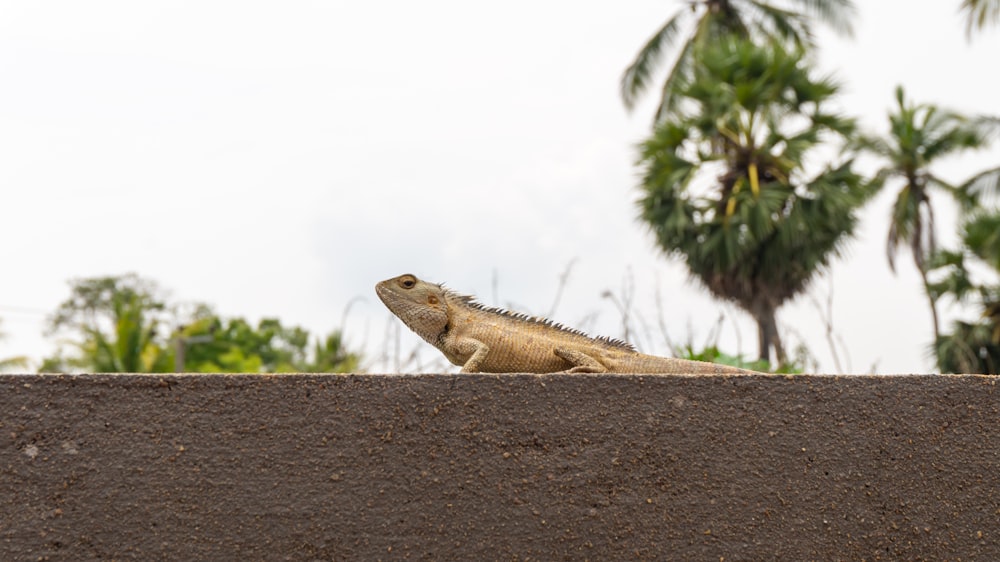 a large lizard sitting on top of a cement wall