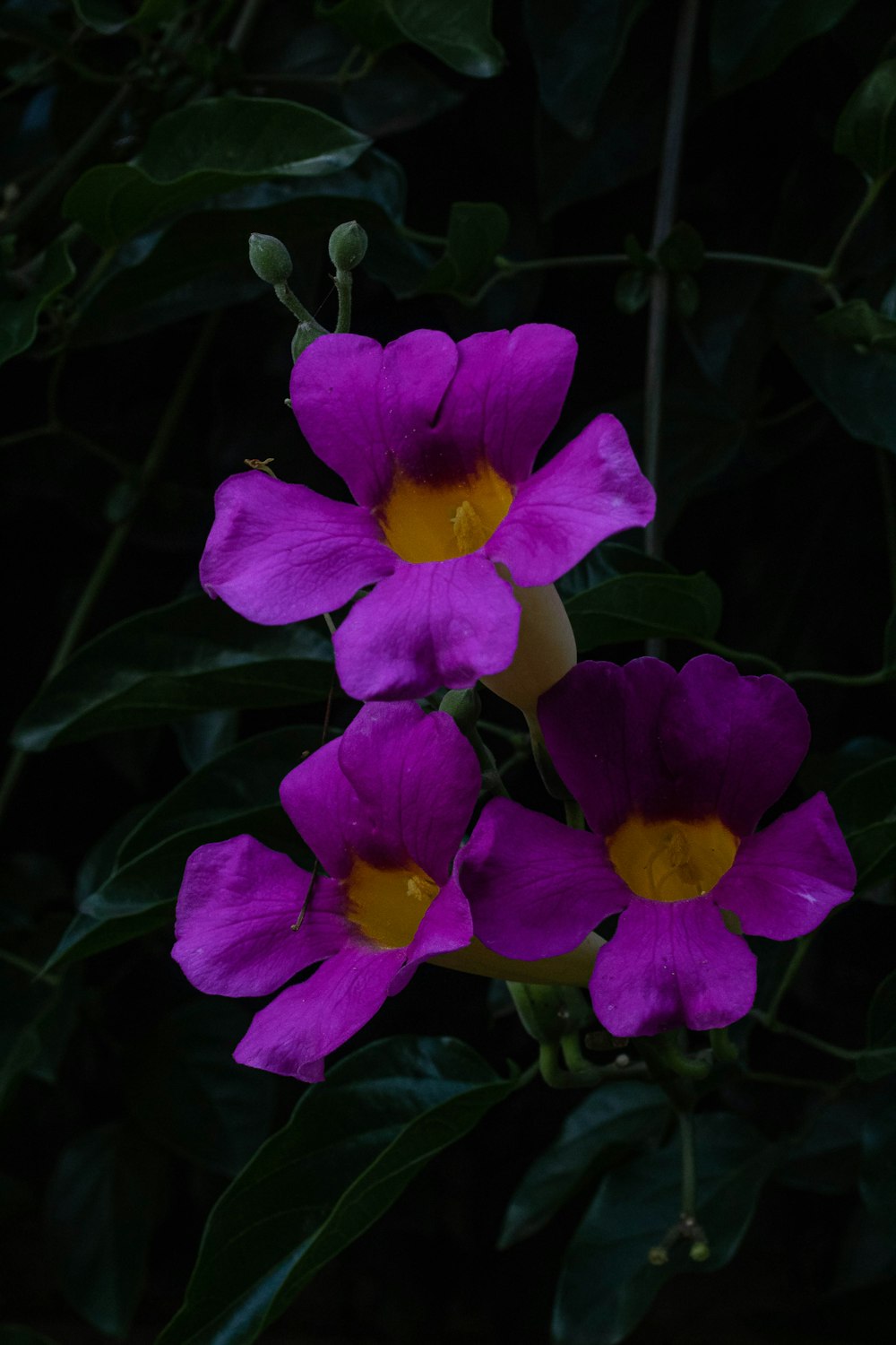 a group of purple flowers with yellow centers