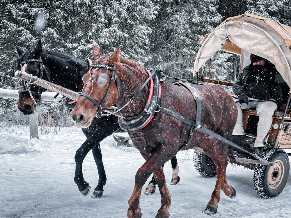 a couple of horses pulling a carriage through the snow