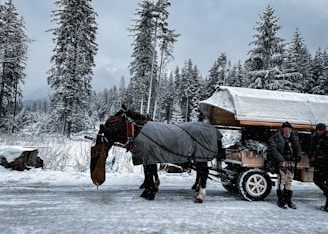 A horse-drawn carriage stands in a snowy forest setting, with two horses covered in protective blankets. The surrounding area is filled with tall, snow-covered pine trees. Two individuals are visible near the carriage, dressed in winter clothing. The scene conveys a wintery, rustic outdoor atmosphere.