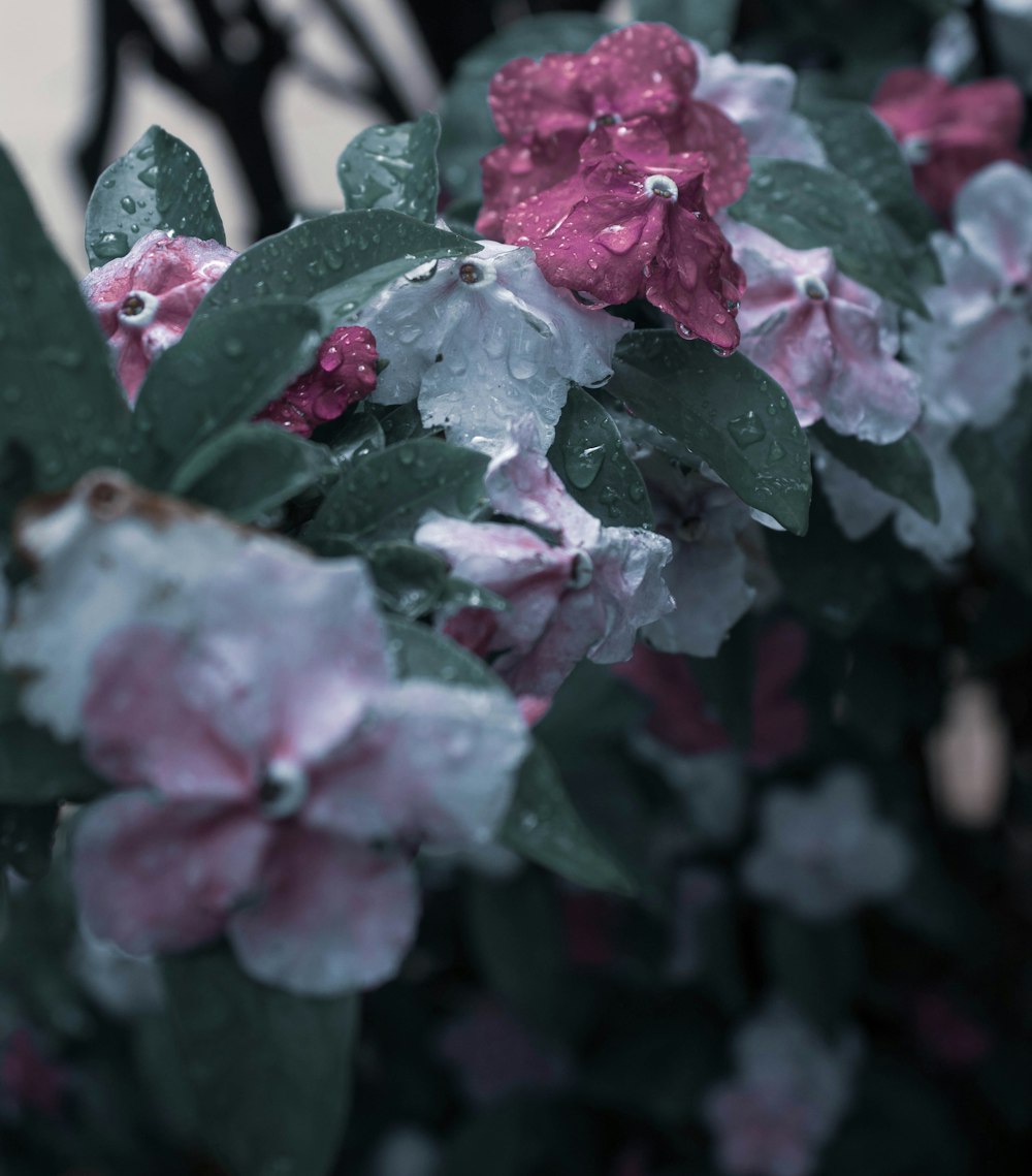 pink and white flowers with green leaves on a rainy day