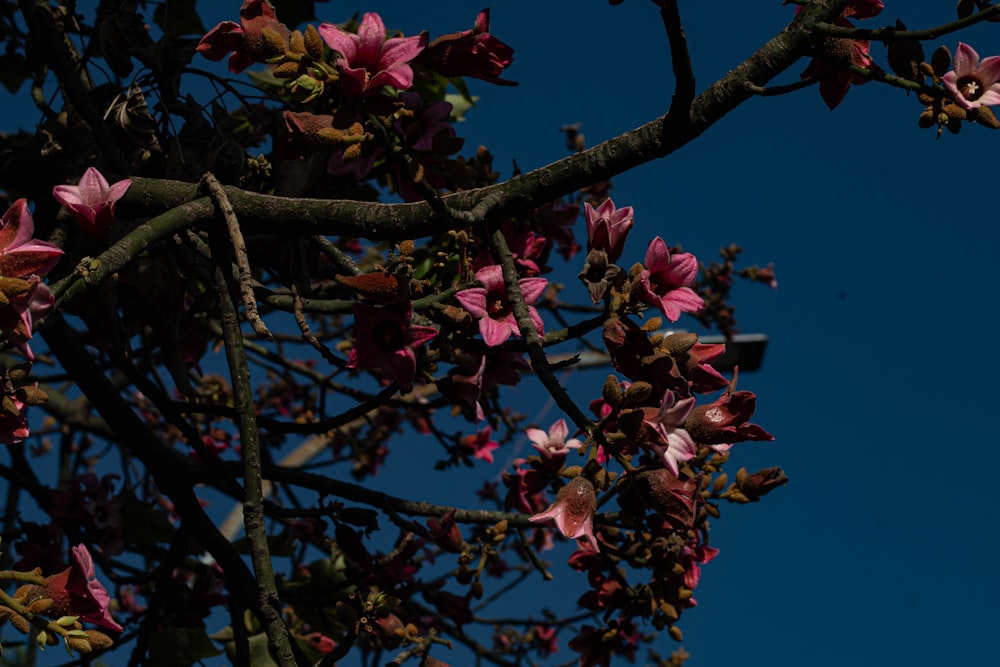 a tree branch with pink flowers against a blue sky