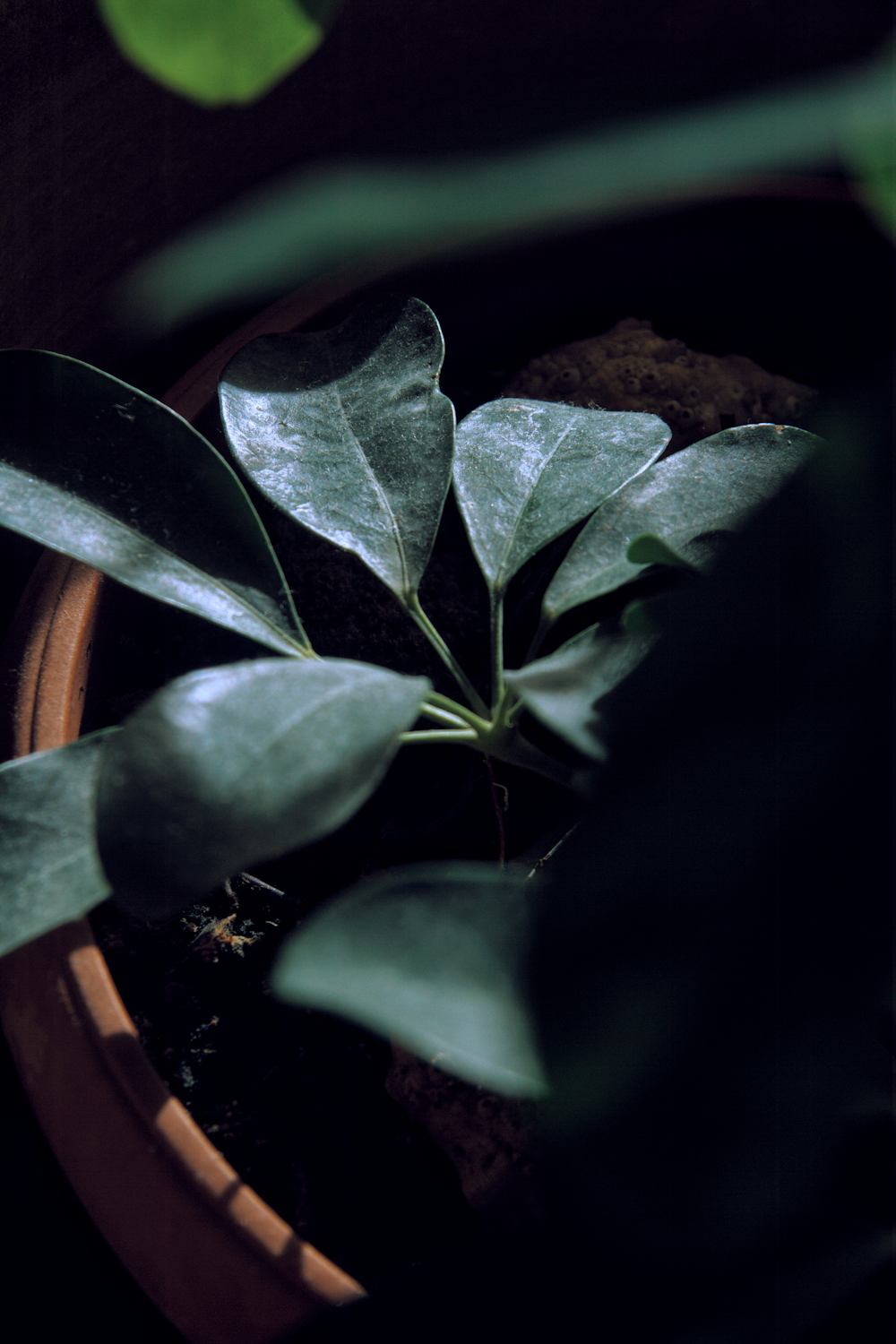 a potted plant with green leaves in it
