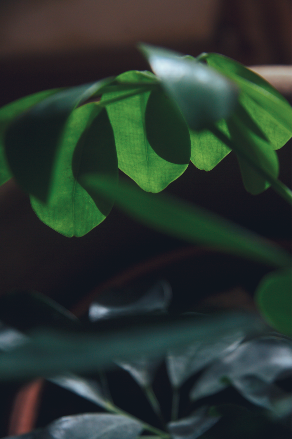 a close up of a plant with green leaves