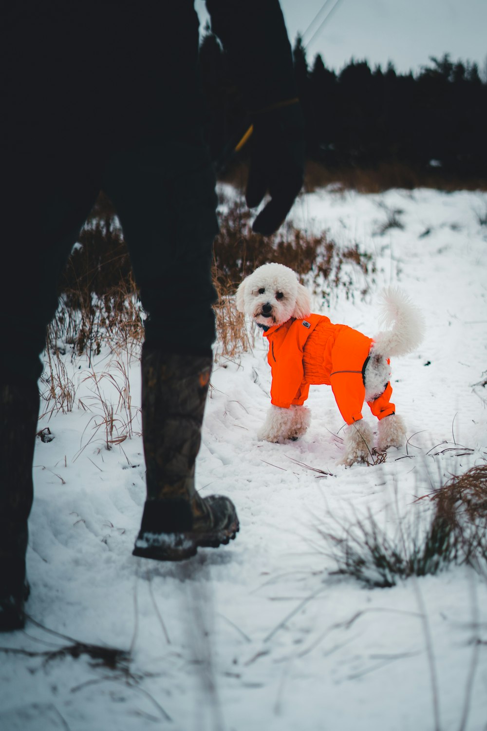 a small white dog wearing an orange jacket
