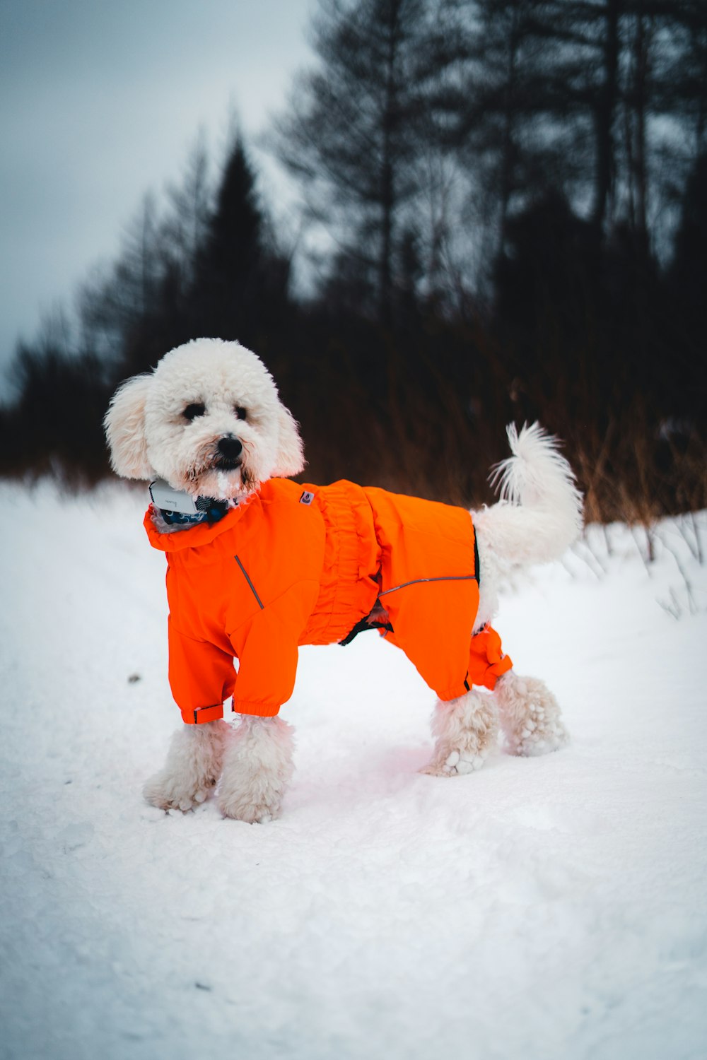 a small white dog wearing an orange jacket in the snow