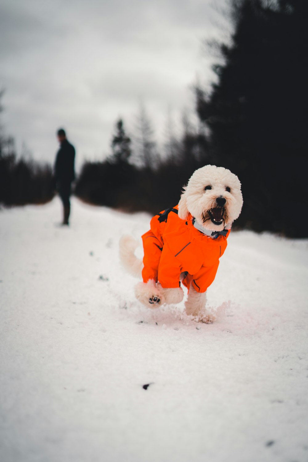 a small white dog wearing an orange jacket in the snow