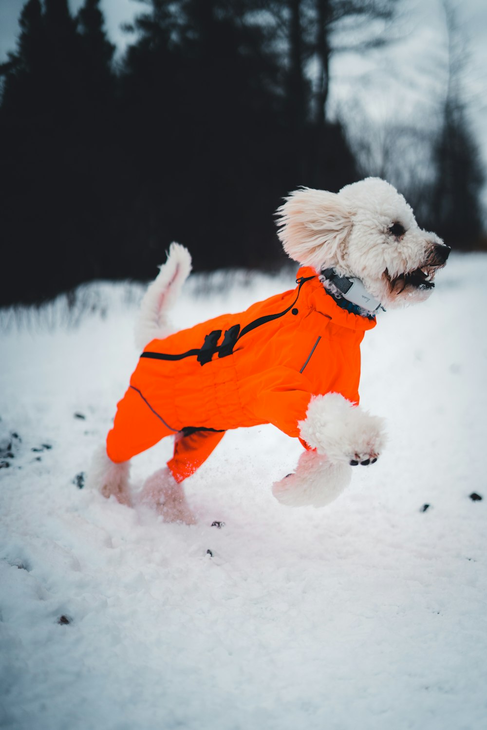 a small white dog wearing an orange coat in the snow