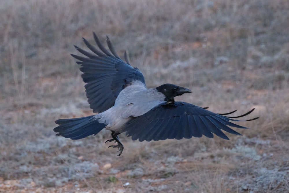 a black and white bird flying over a dry grass field