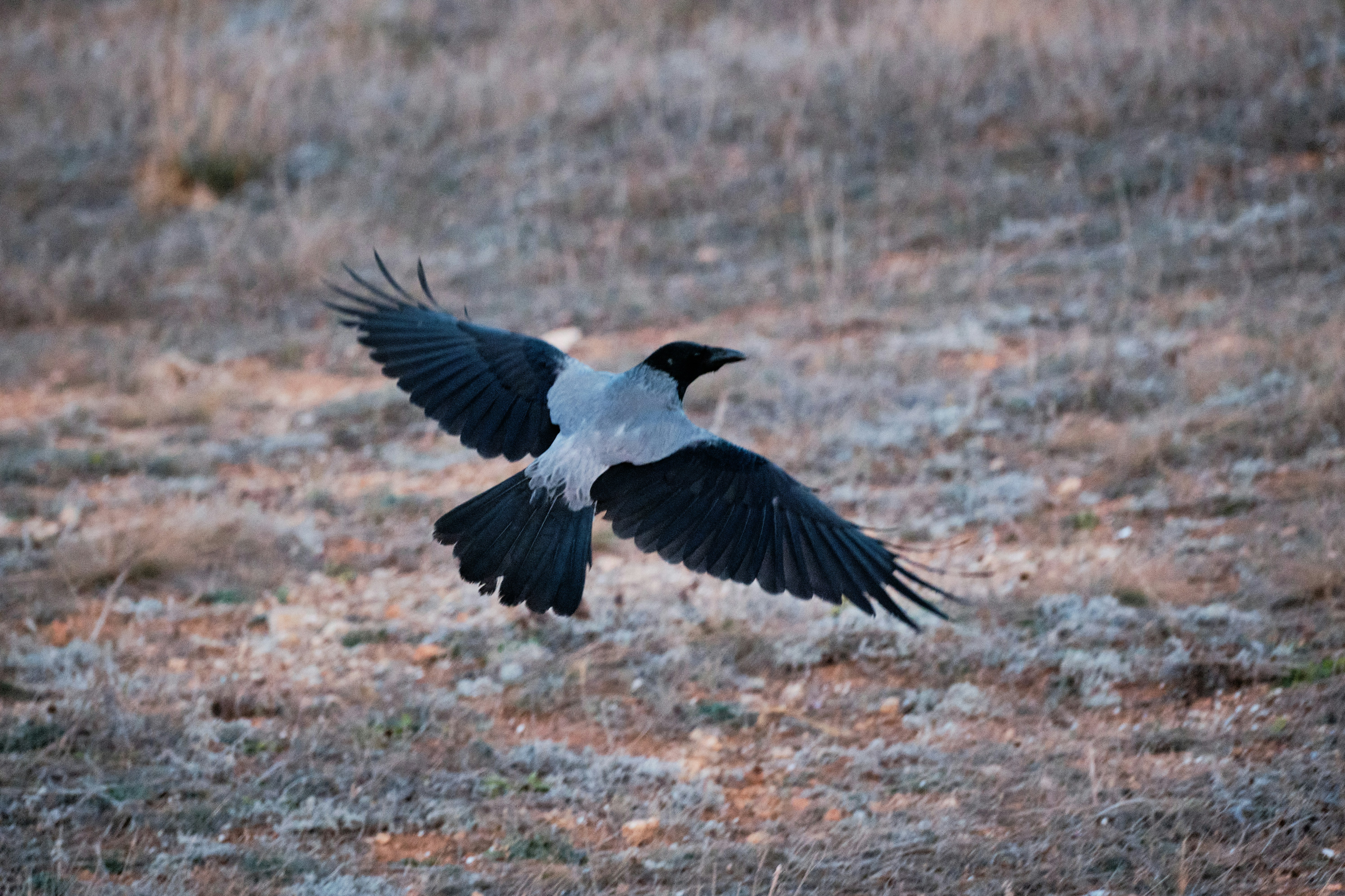 a black and white bird flying over a dry grass field