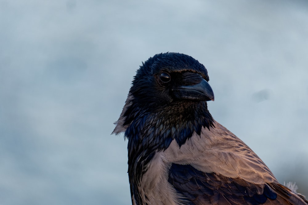 a close up of a bird with a sky background