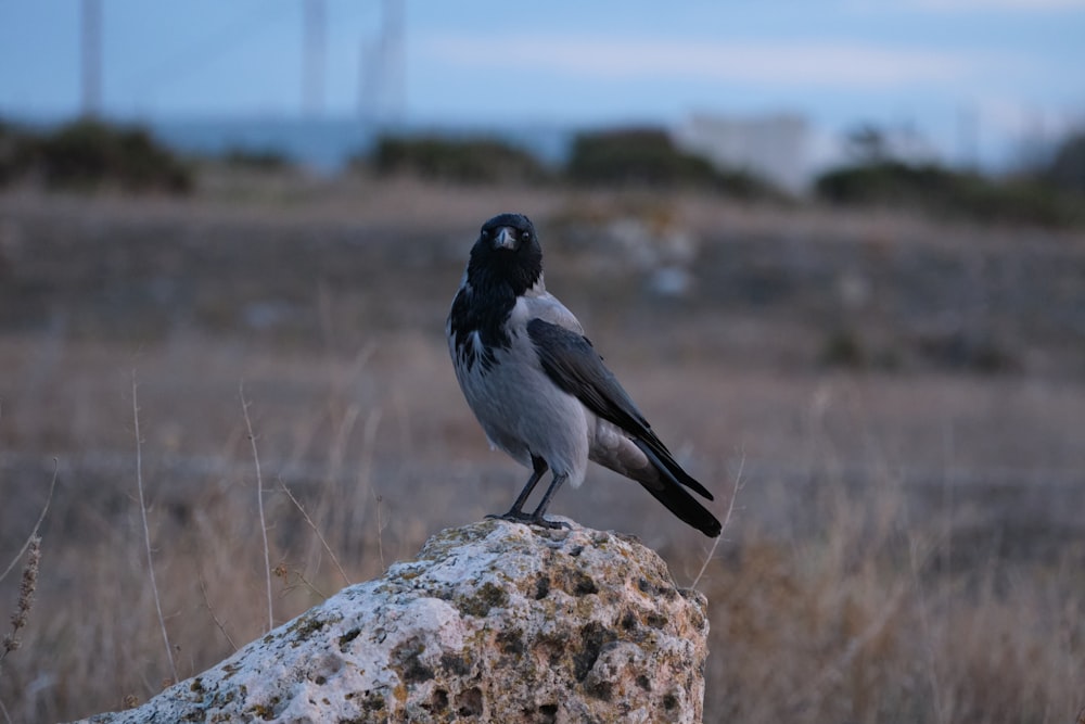 a black and white bird sitting on top of a rock