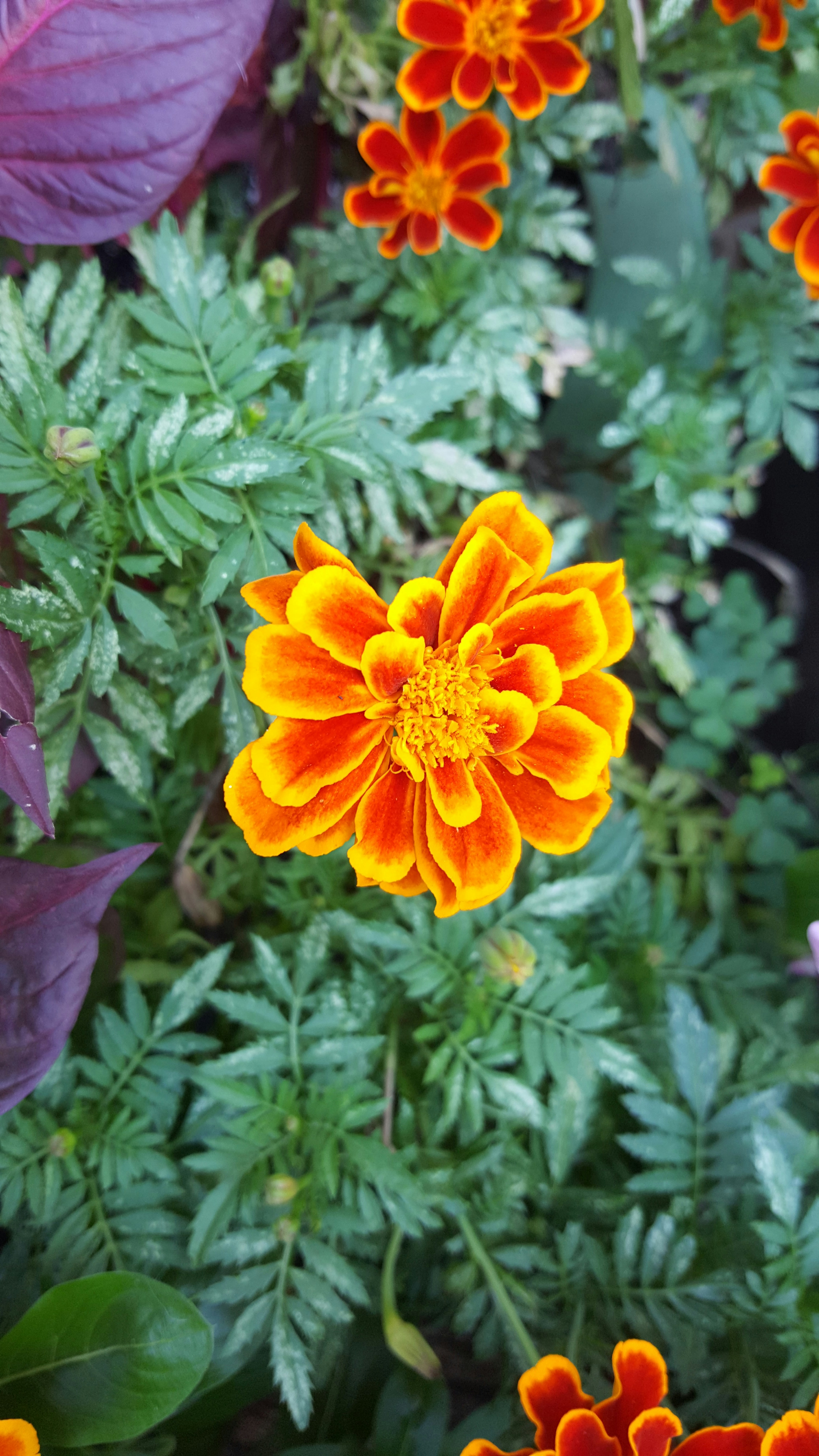 Photo by hirajeevpandey