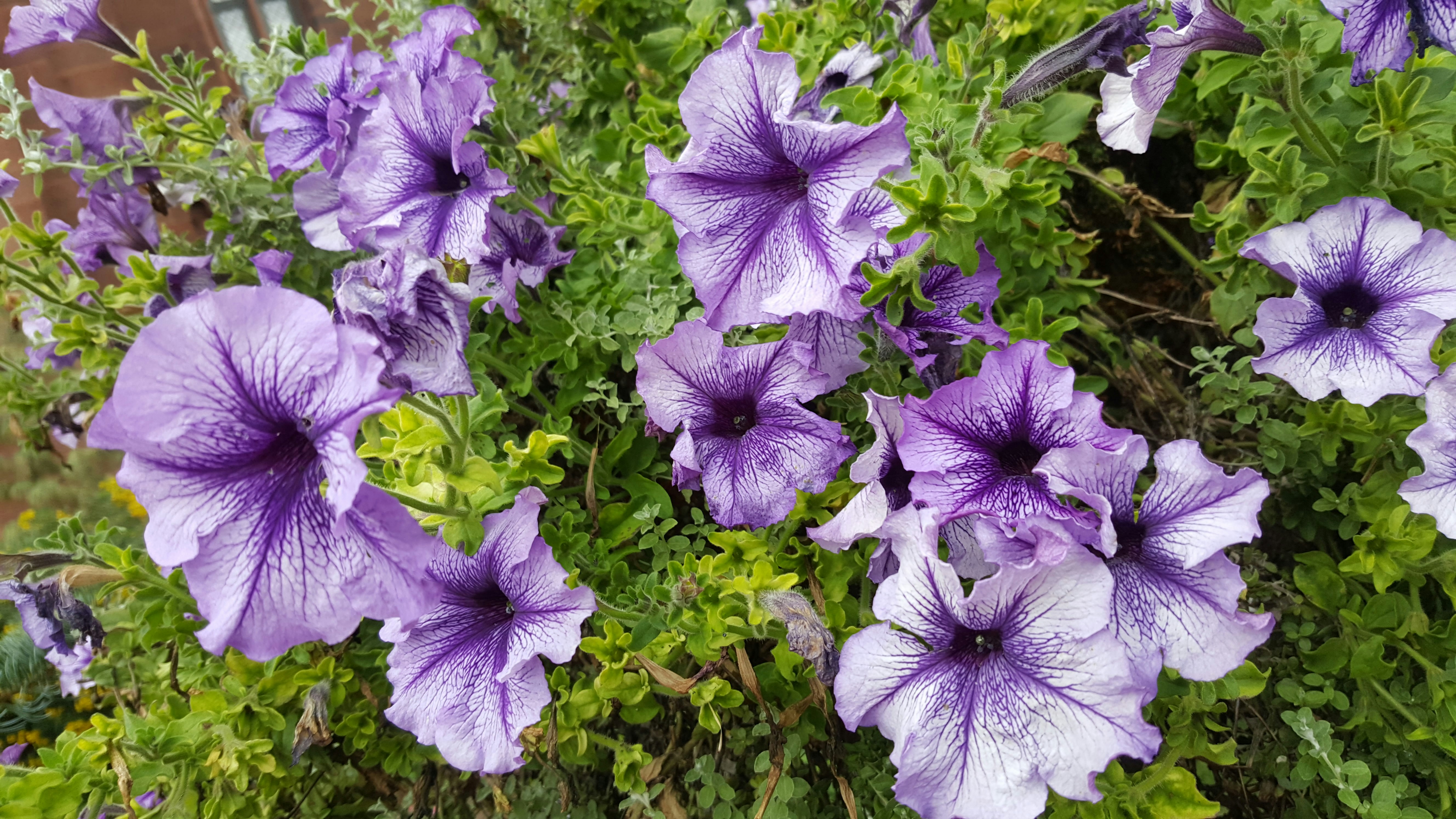 Photo by hirajeevpandey