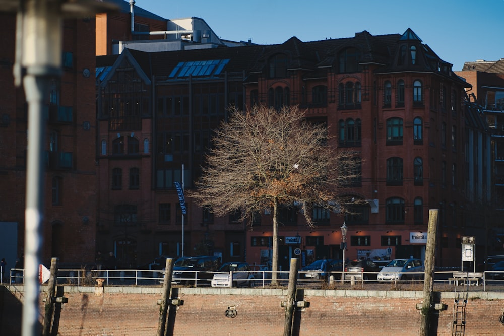 a tree in front of a large building