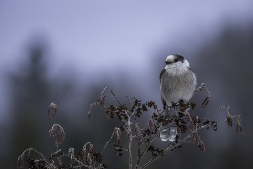 a small bird sitting on top of a tree branch