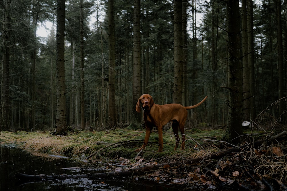 a brown dog standing in the middle of a forest