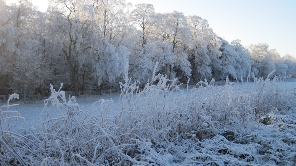 un campo coperto di neve vicino a una foresta