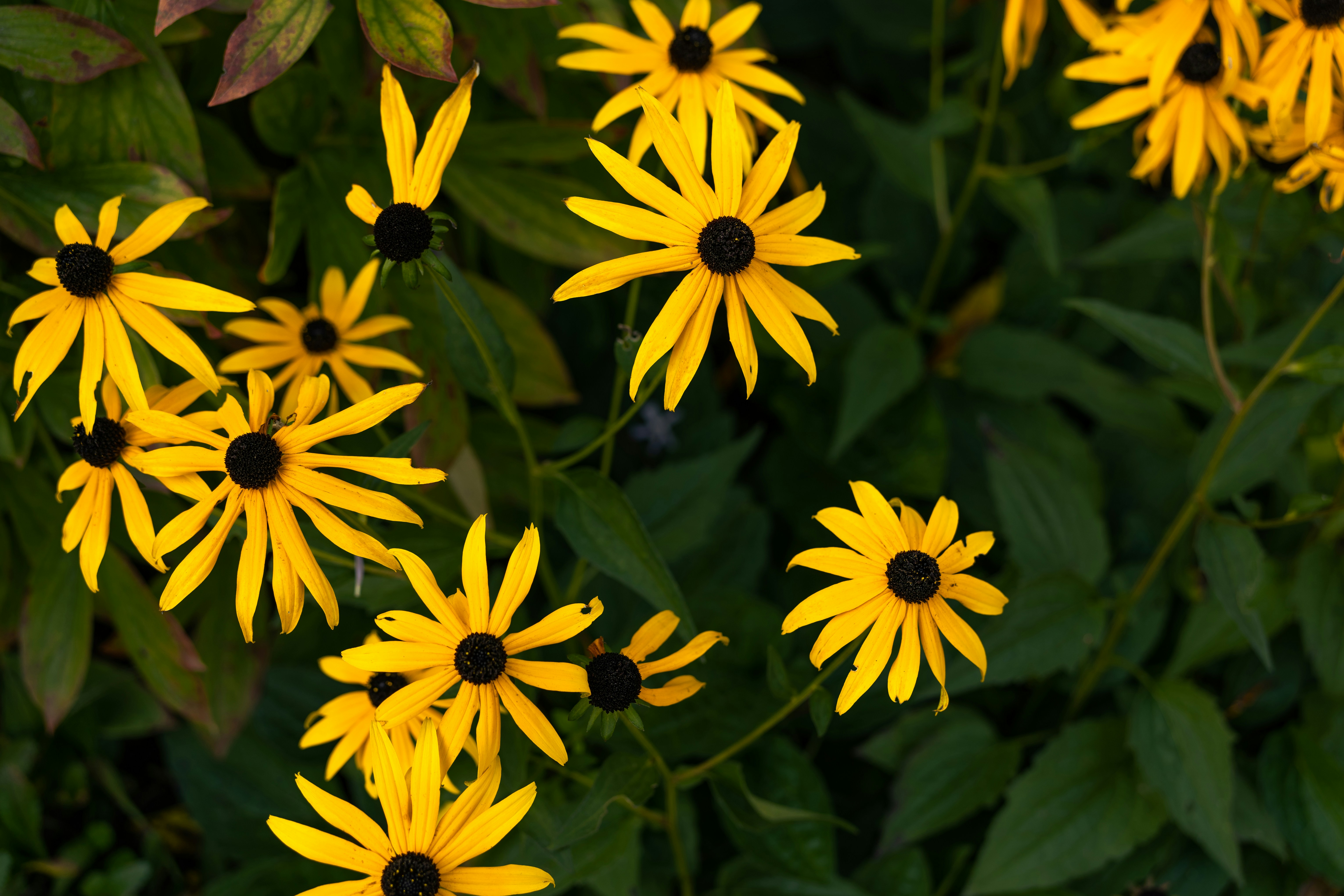 Photo by earl_plannerzone