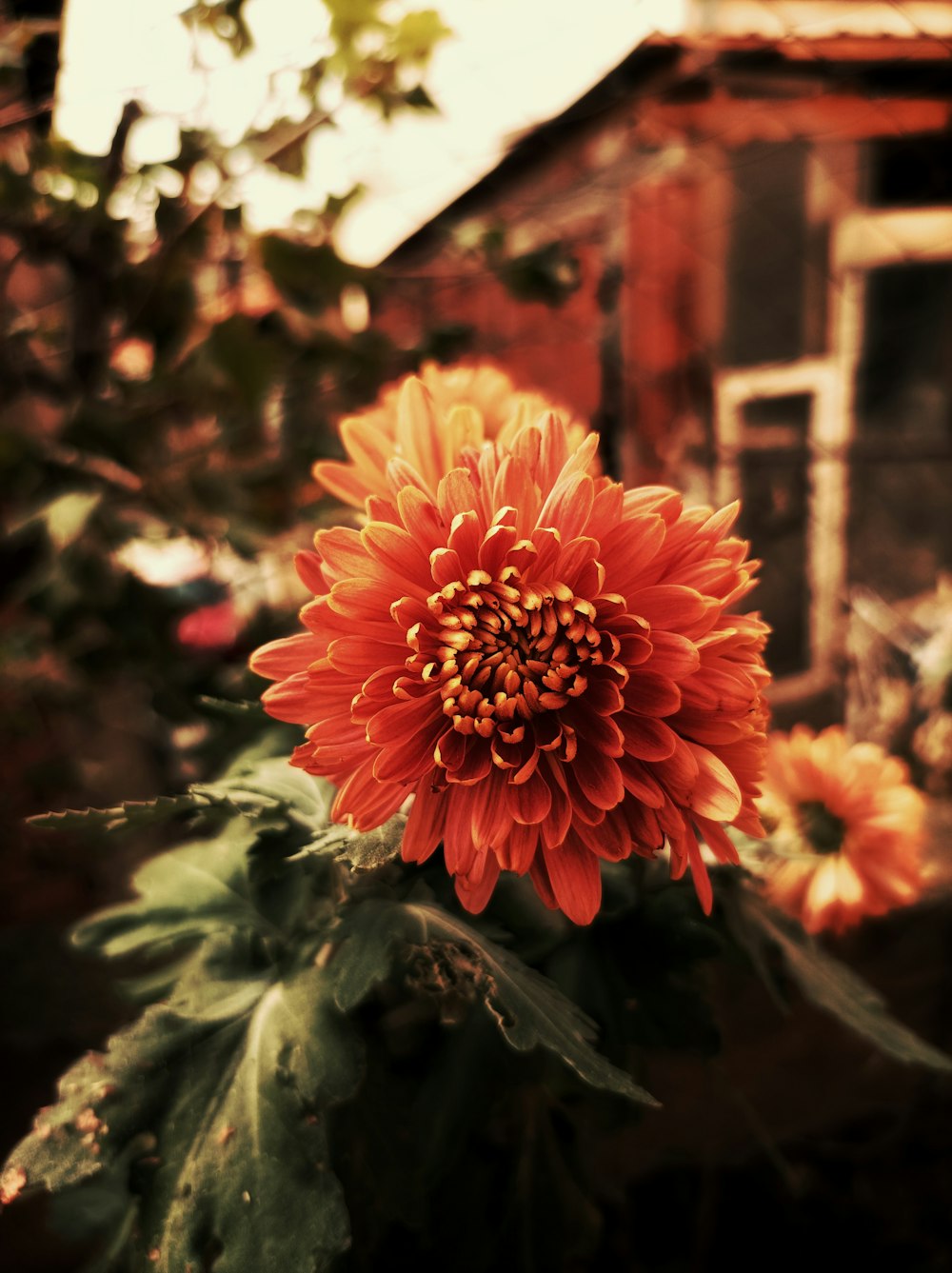 a large orange flower sitting on top of a lush green plant