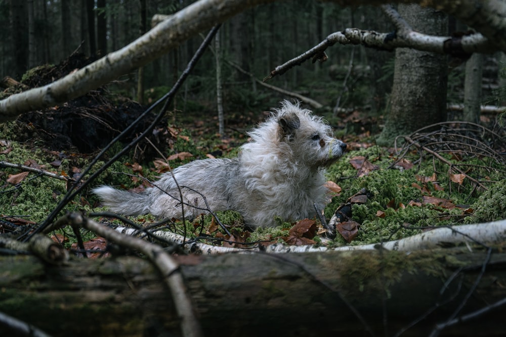 a small white dog laying in the woods