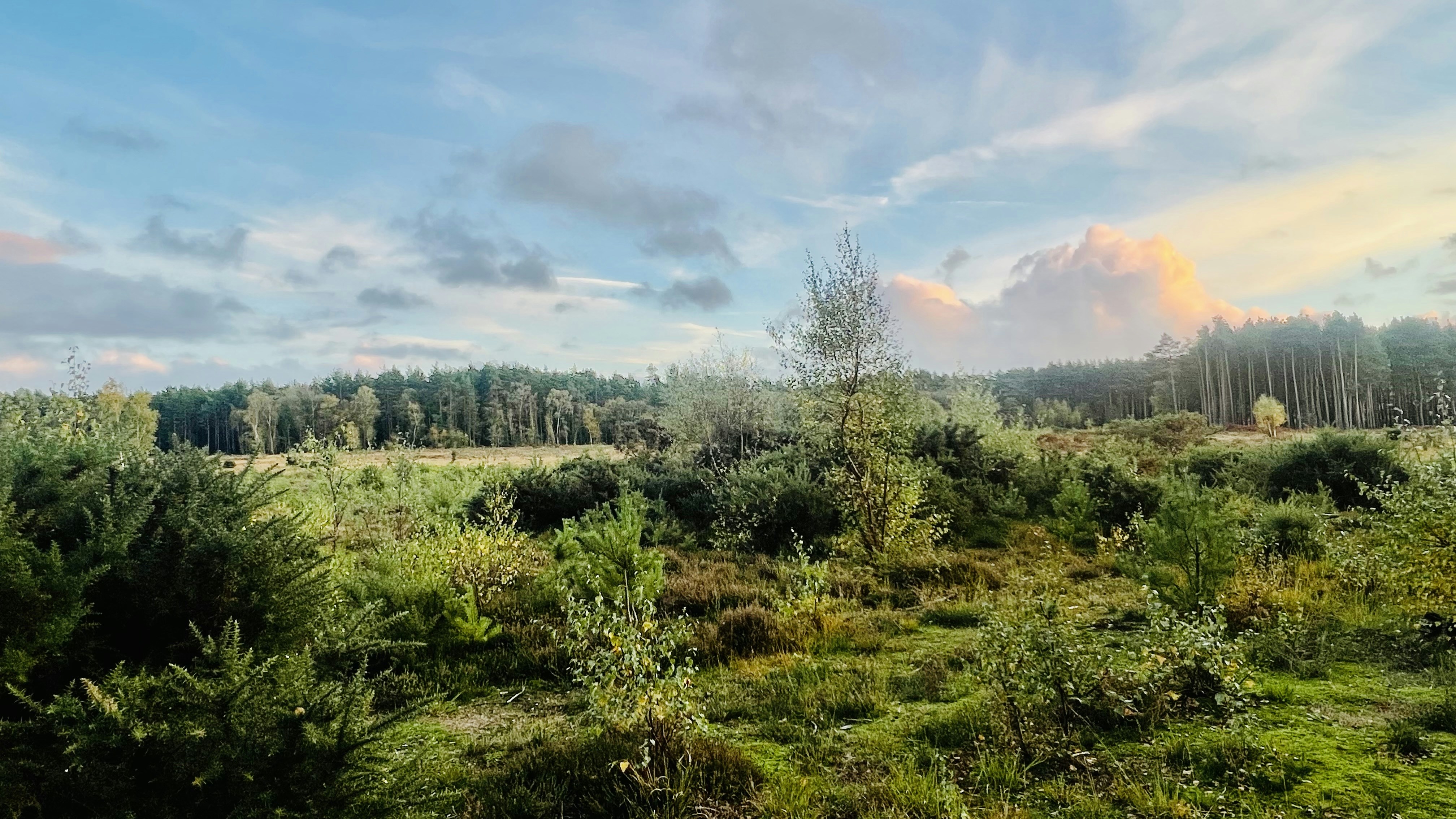 a grassy field with trees and clouds in the background
