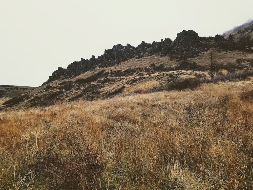 a grassy field with a mountain in the background