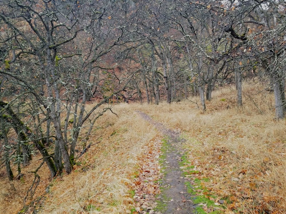 a path in the middle of a grassy field