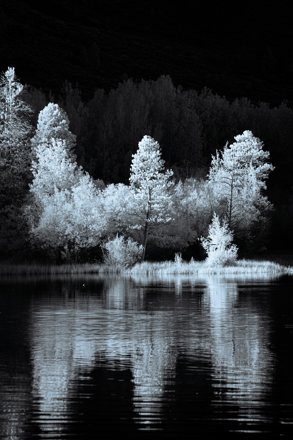 a black and white photo of trees and water