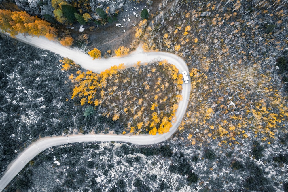 a winding road in the middle of a forest