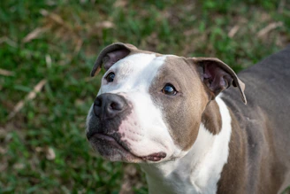a brown and white dog standing on top of a lush green field