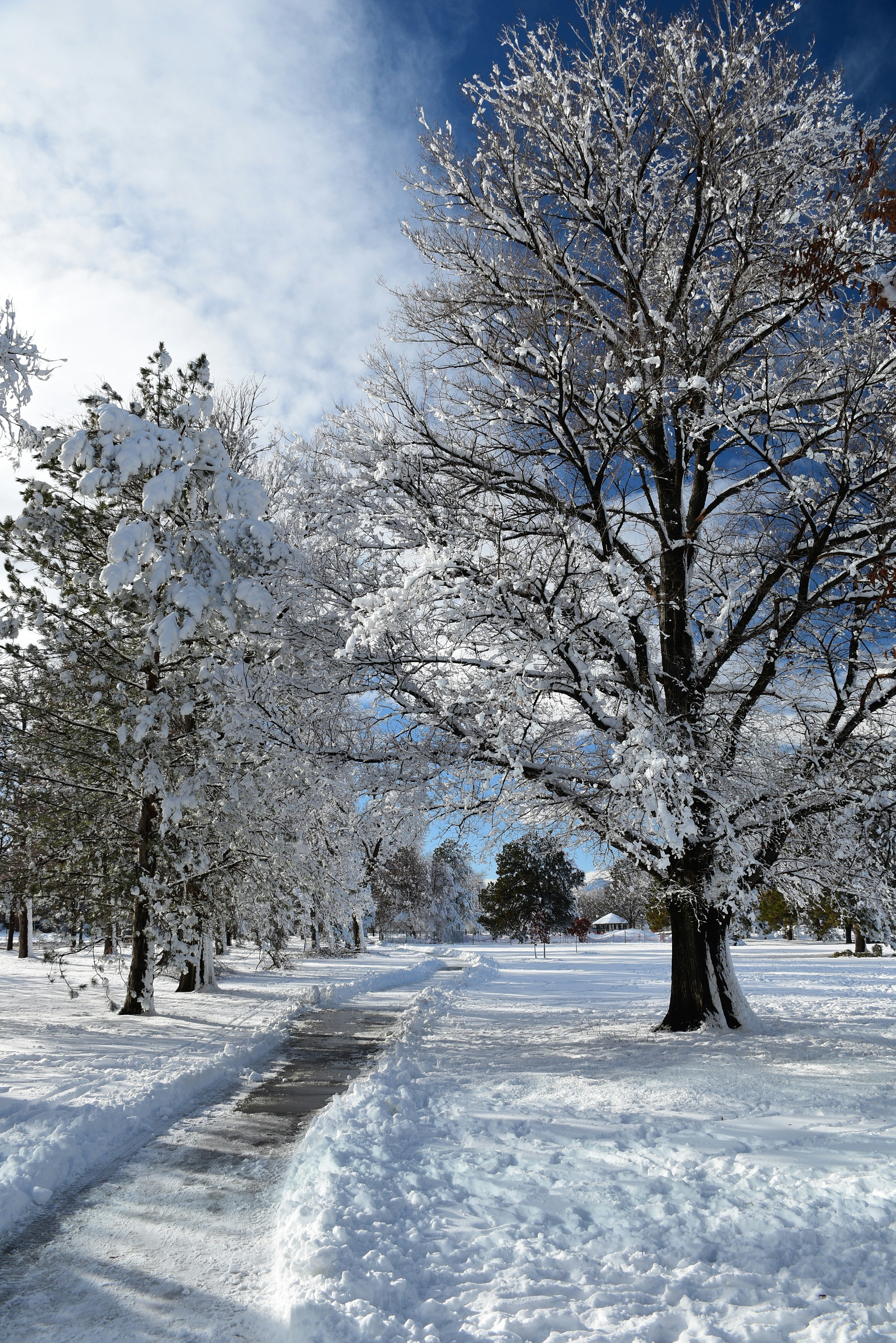 a snow covered park with trees and benches