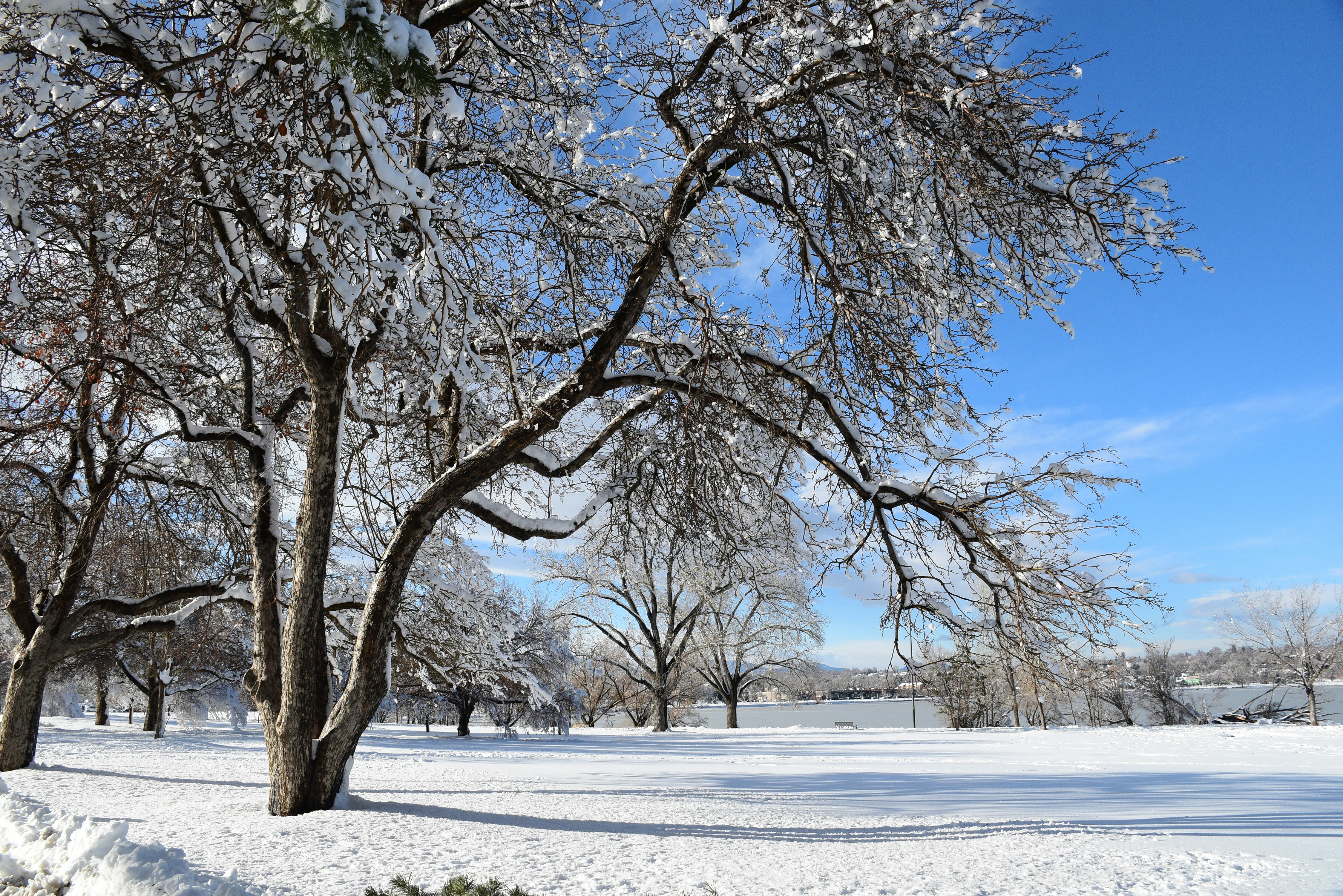a snow covered field with trees and a blue sky